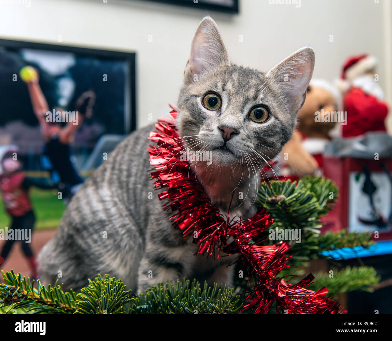 Silber und Grau tabby Kitten in der Girlande verwirrte beim Klettern der Weihnachtsbaum nach oben hat Blick auf den haarigen Gesicht überrascht. Stockfoto