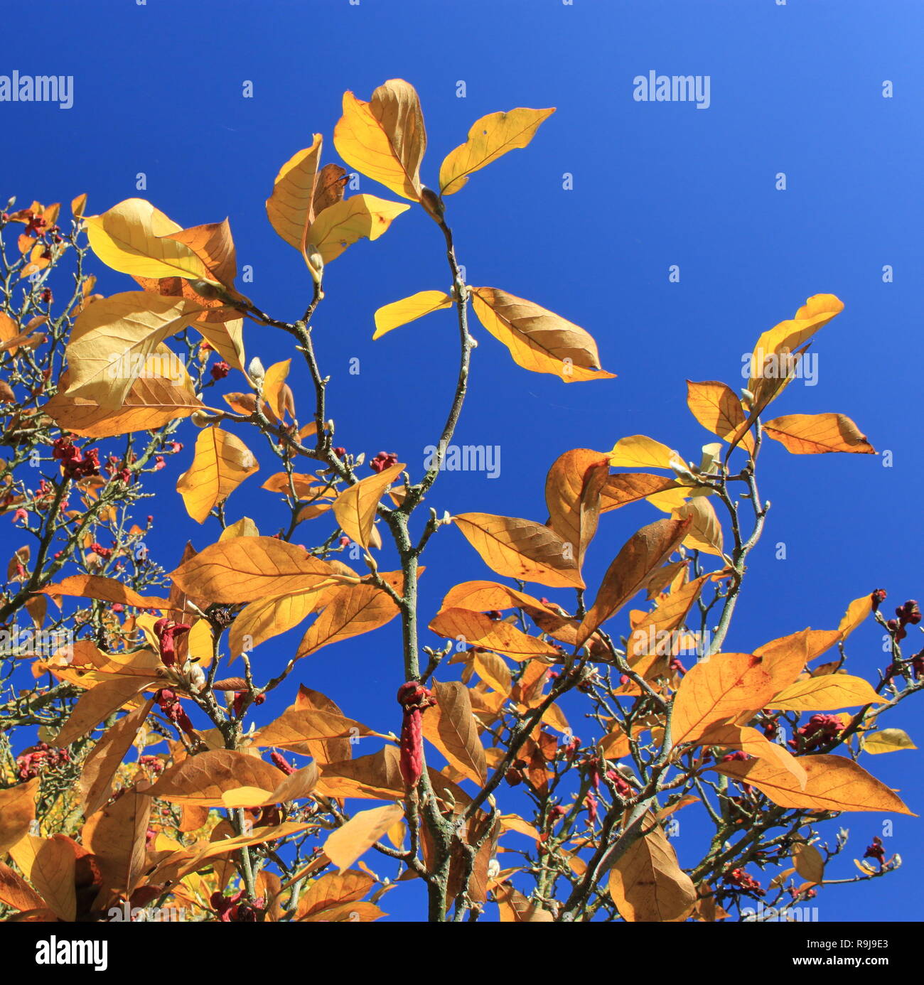 Herbst in Belgien Stockfoto