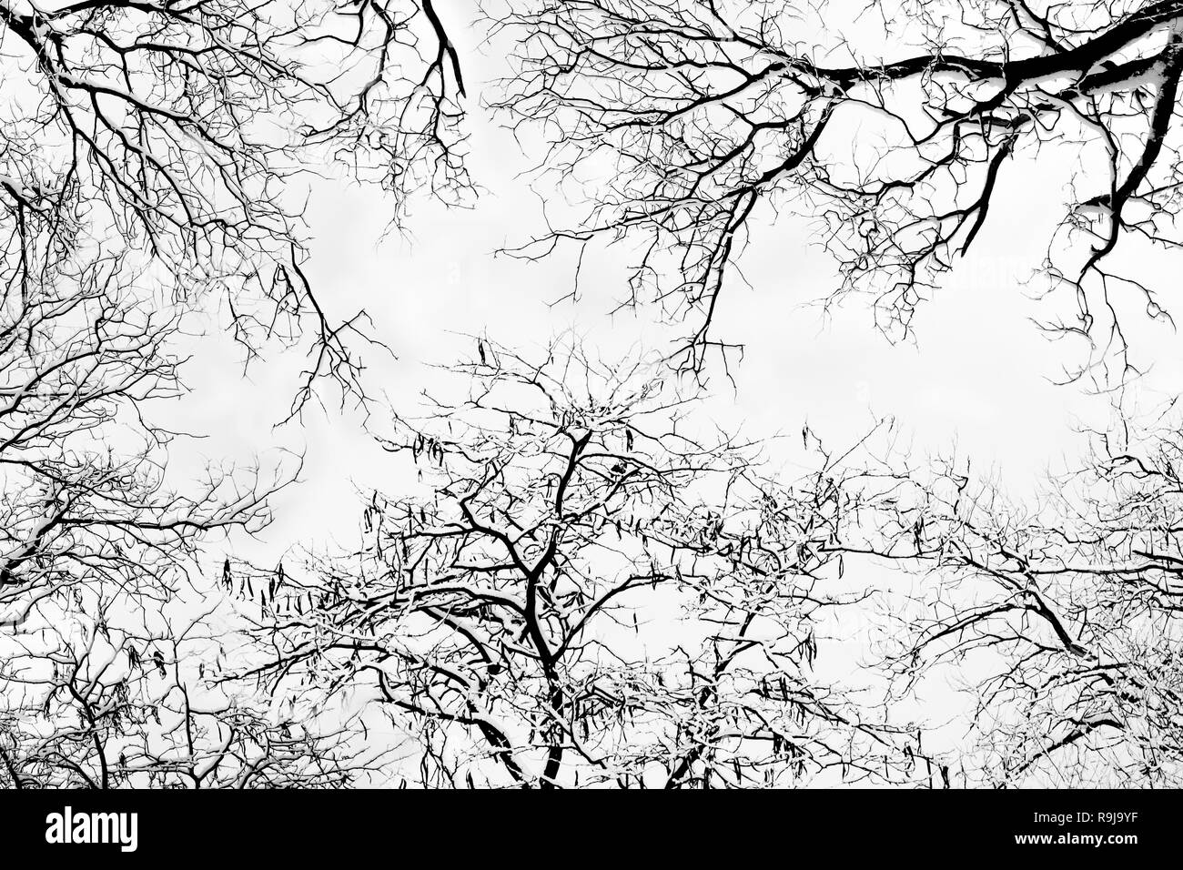 Winter Bäume. Schwarze Bäume gegen den Himmel. Schwarze Äste der Bäume mit Schnee bedeckt. Silhouette von Baum, Bäume. Postkarte, Tapeten, Dekor. Stockfoto