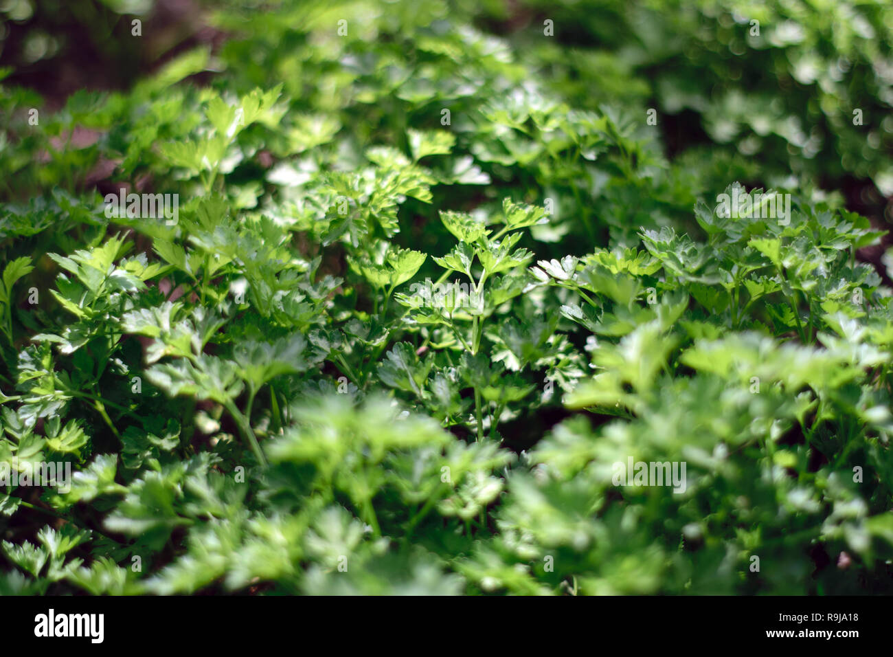 Gesundes Essen. Petersilie. gesunde Lebensweise. Garten, Gartenbau, Gartenbau, Vegetarismus, grün Stockfoto