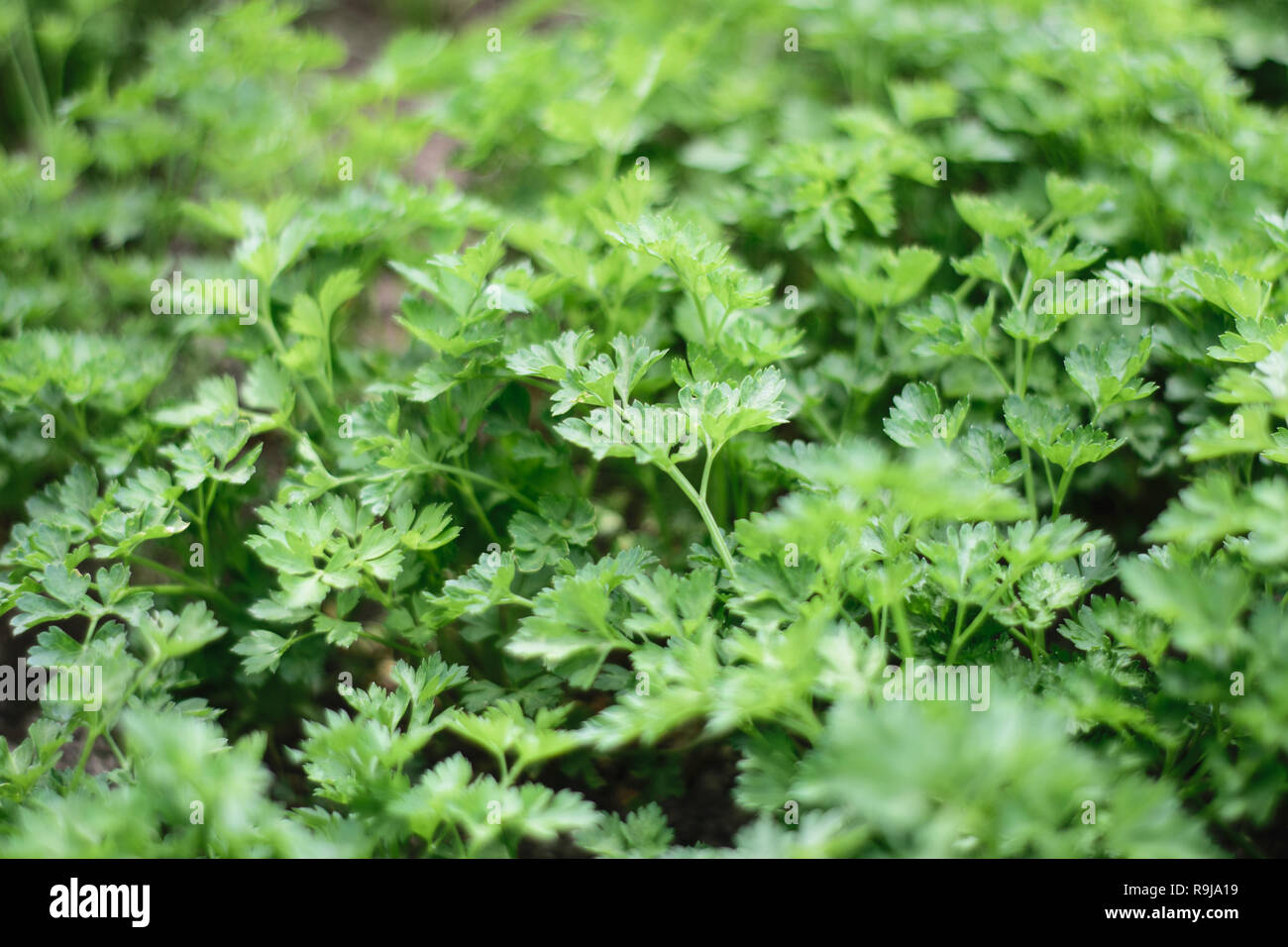 Gesundes Essen. Petersilie. gesunde Lebensweise. Garten, Gartenbau, Gartenbau, Vegetarismus, grün Stockfoto