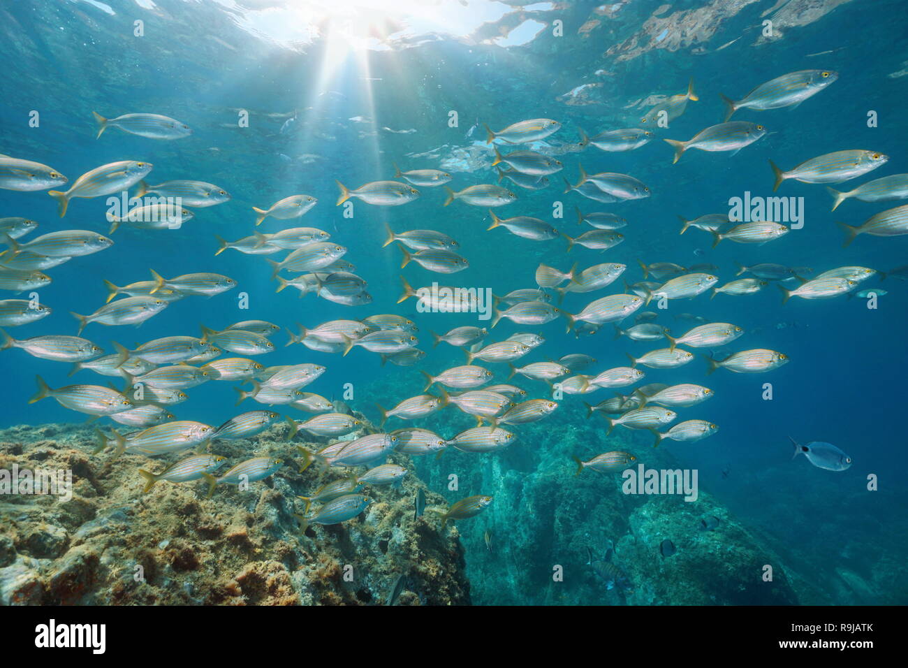 Eine Schule der Fische im Mittelmeer mit Sonnenlicht Unterwasser (Sarpa salpa Fisch), Begur, Katalonien, Costa Brava, Spanien Stockfoto