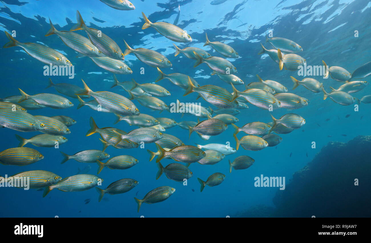 Schule der Fische unter Wasser im Mittelmeer (salema Porgy, Sarpa salpa), Javea, Alicante, Valencia, Spanien Stockfoto