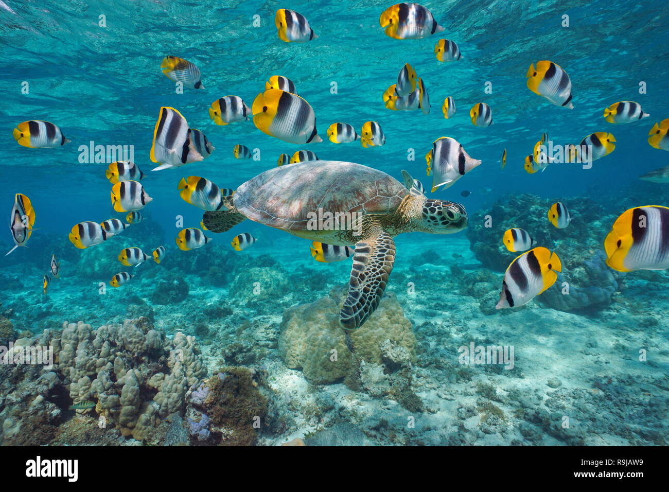 Eine grüne Meeresschildkröte mit einer Schule der tropischen Fische unter Wasser (Falterfische), die Lagune von Bora Bora, Pazifischer Ozean, Französisch Polynesien Stockfoto
