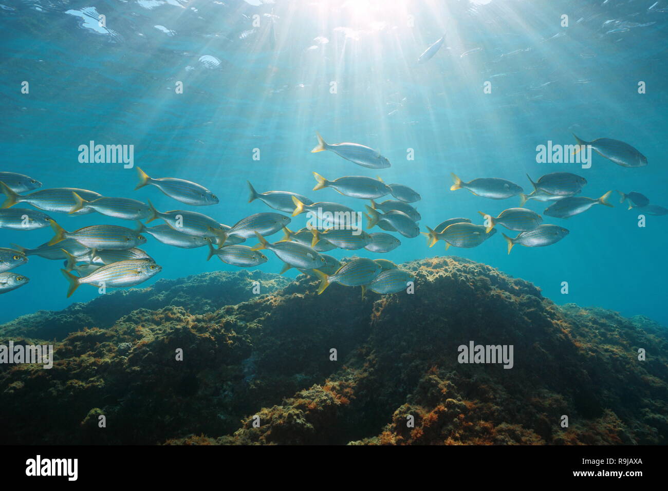Unterwasser Sonnenlicht durch Wasser Oberfläche mit Fisch Schulbildung im Mittelmeer, natürlichen Szene, Balearen, Ibiza, Spanien Stockfoto