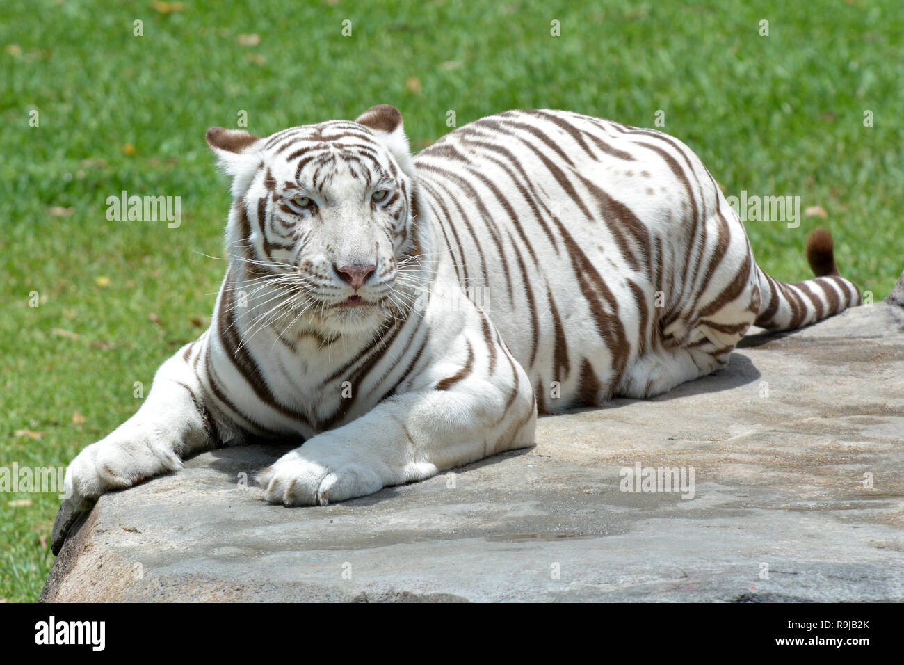 White Bengal Tiger Liegen Auf Einem Felsen Im Regenwald Von West Bengalen Indien Stockfotografie Alamy