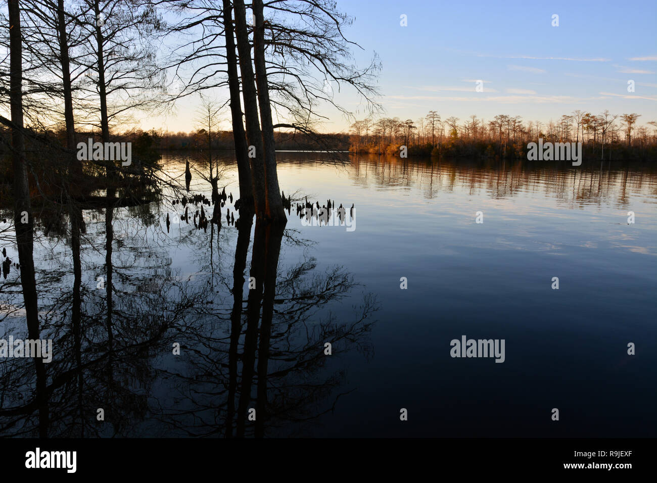 Zypressen sind durch den späten Tag Sonne auf der Perquimans River außerhalb der Stadt von Hertford in North Carolina. Stockfoto