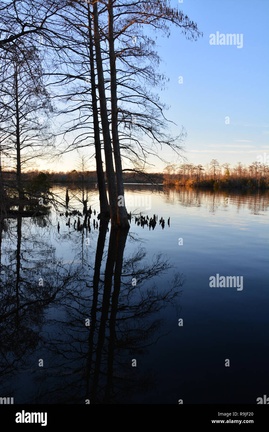 Zypressen sind durch den späten Tag Sonne auf der Perquimans River außerhalb der Stadt von Hertford in North Carolina. Stockfoto