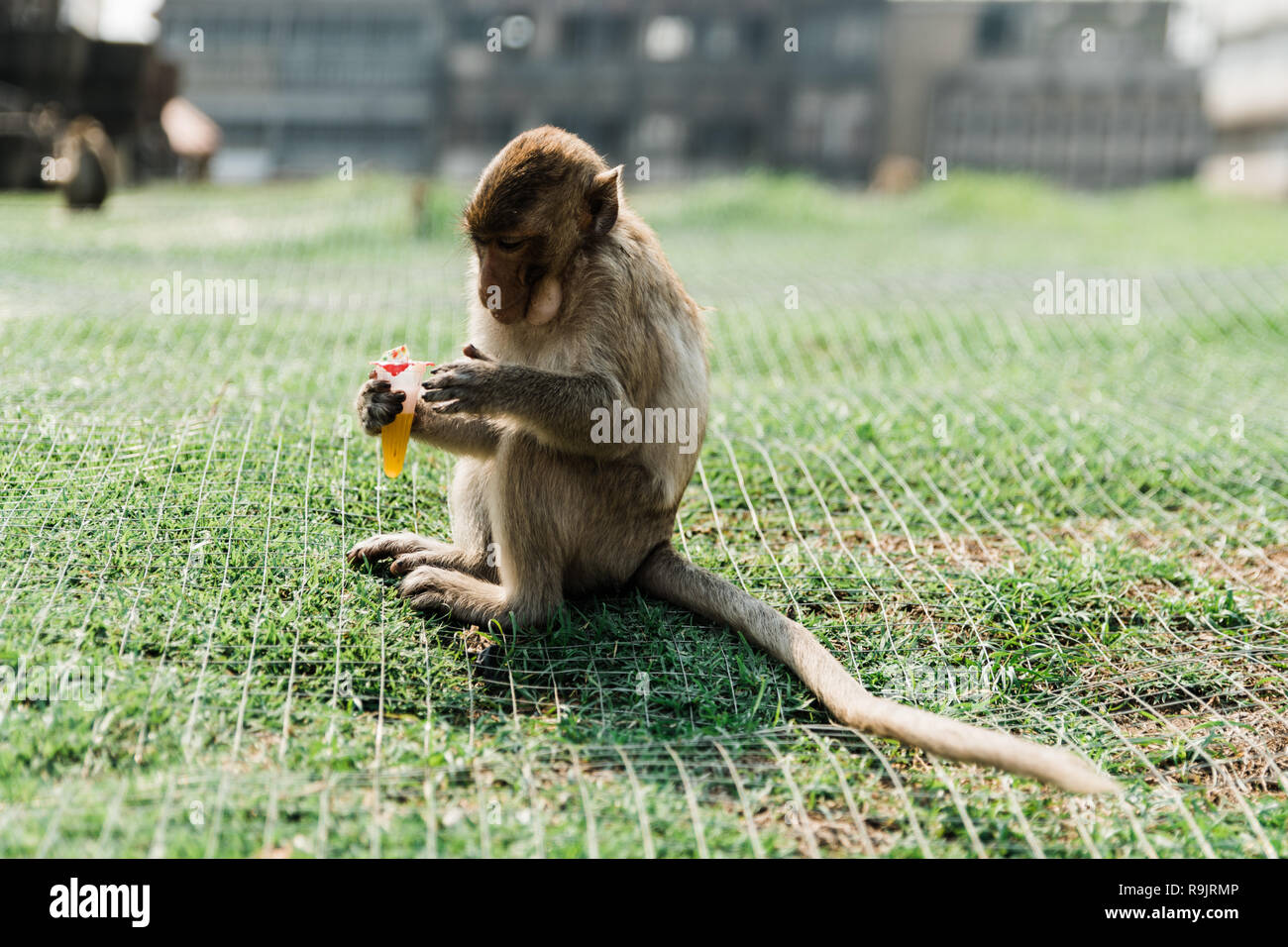 Affen von Lopburi Stockfoto