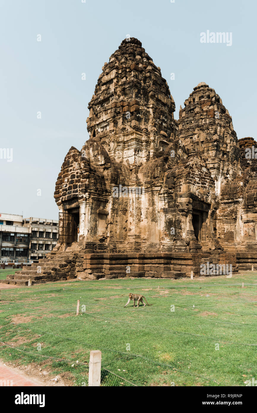 Affen von Lopburi Stockfoto