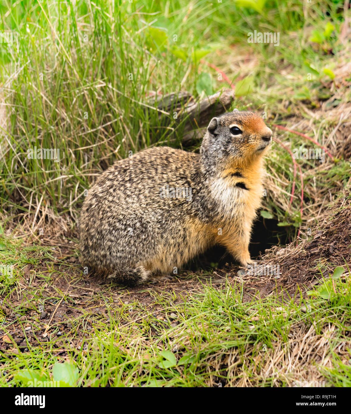 Kolumbianische Erdhörnchen - Urocitellus columbianus - Spermophile de Columbia. Tiere in den Rocky Mountains, Alberta, Kanada Stockfoto