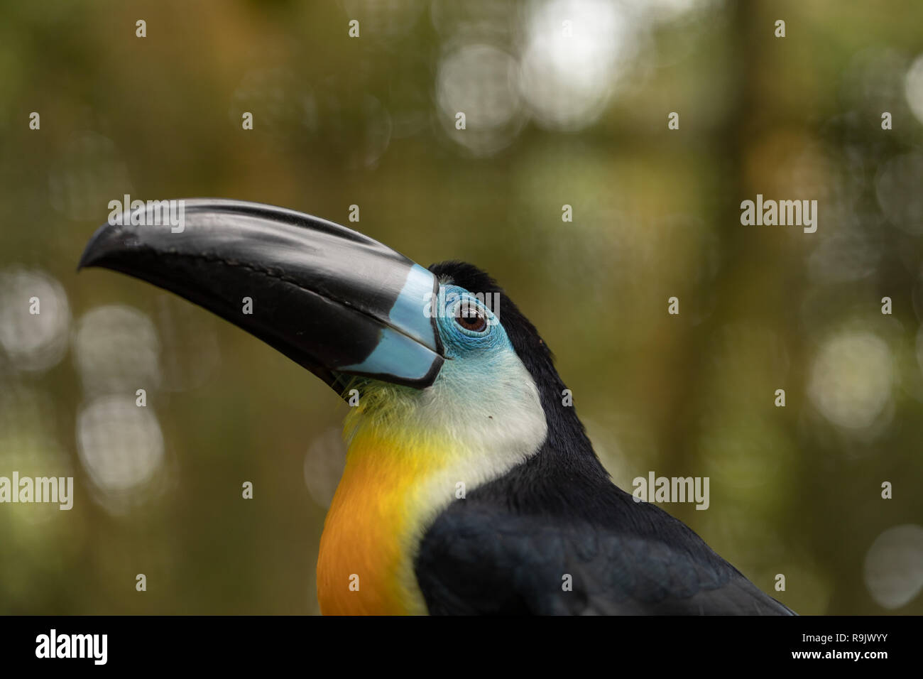 Channel-billed Toucan, Ramphastos vitellinus, detailliertes Portrait von Toucan. Stockfoto