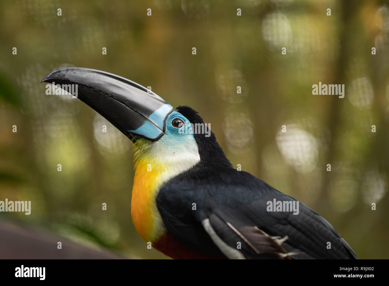 Channel-billed Toucan, Ramphastos vitellinus, scharfe Details Portrait von Toucan. Stockfoto