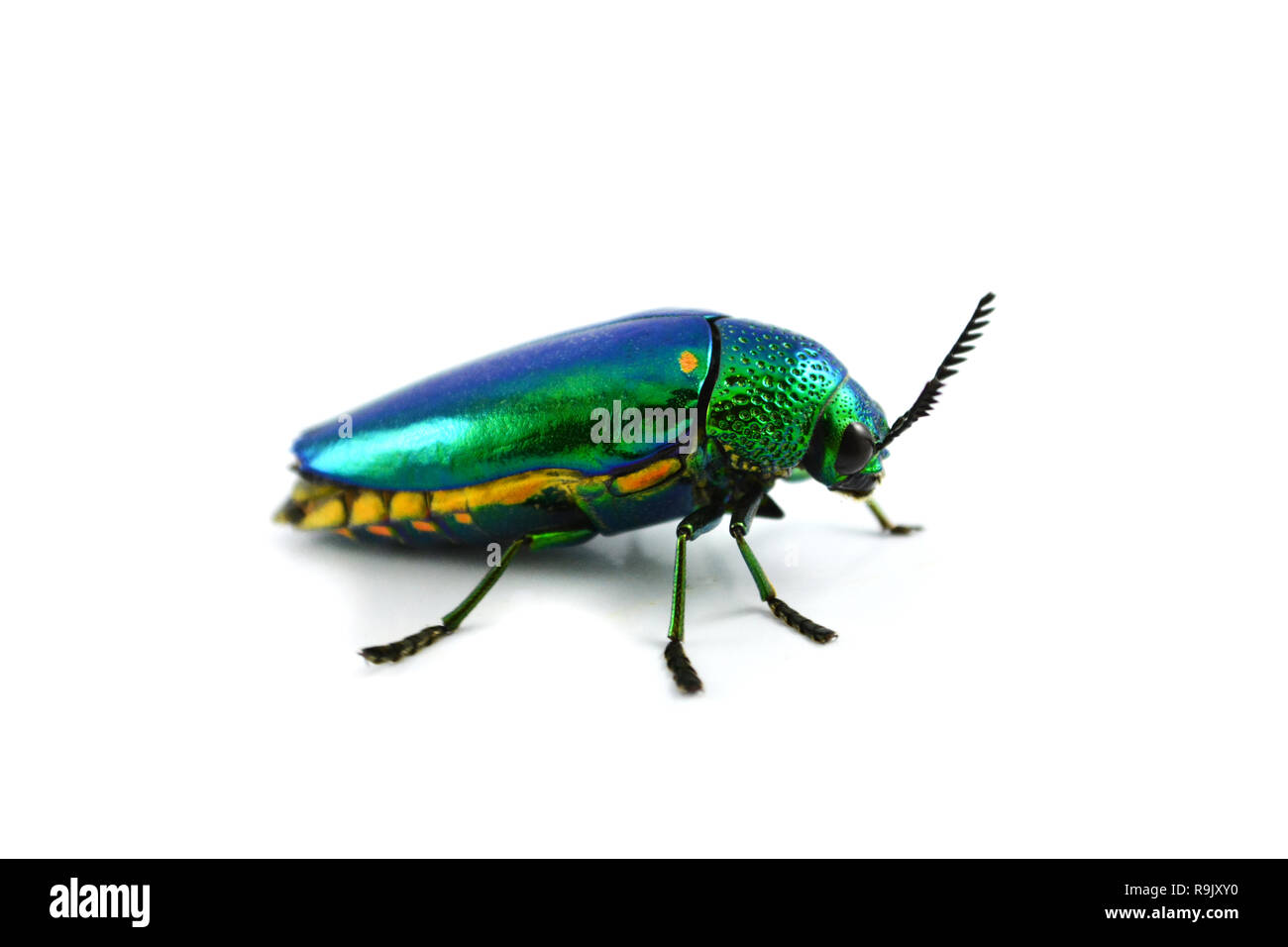 Jewel beetle isoliert auf weißem Hintergrund/Die grünen Bug von Jewel Beetle und andere Namen metallische Holz langweilig Käfer, Buprestid Stockfoto