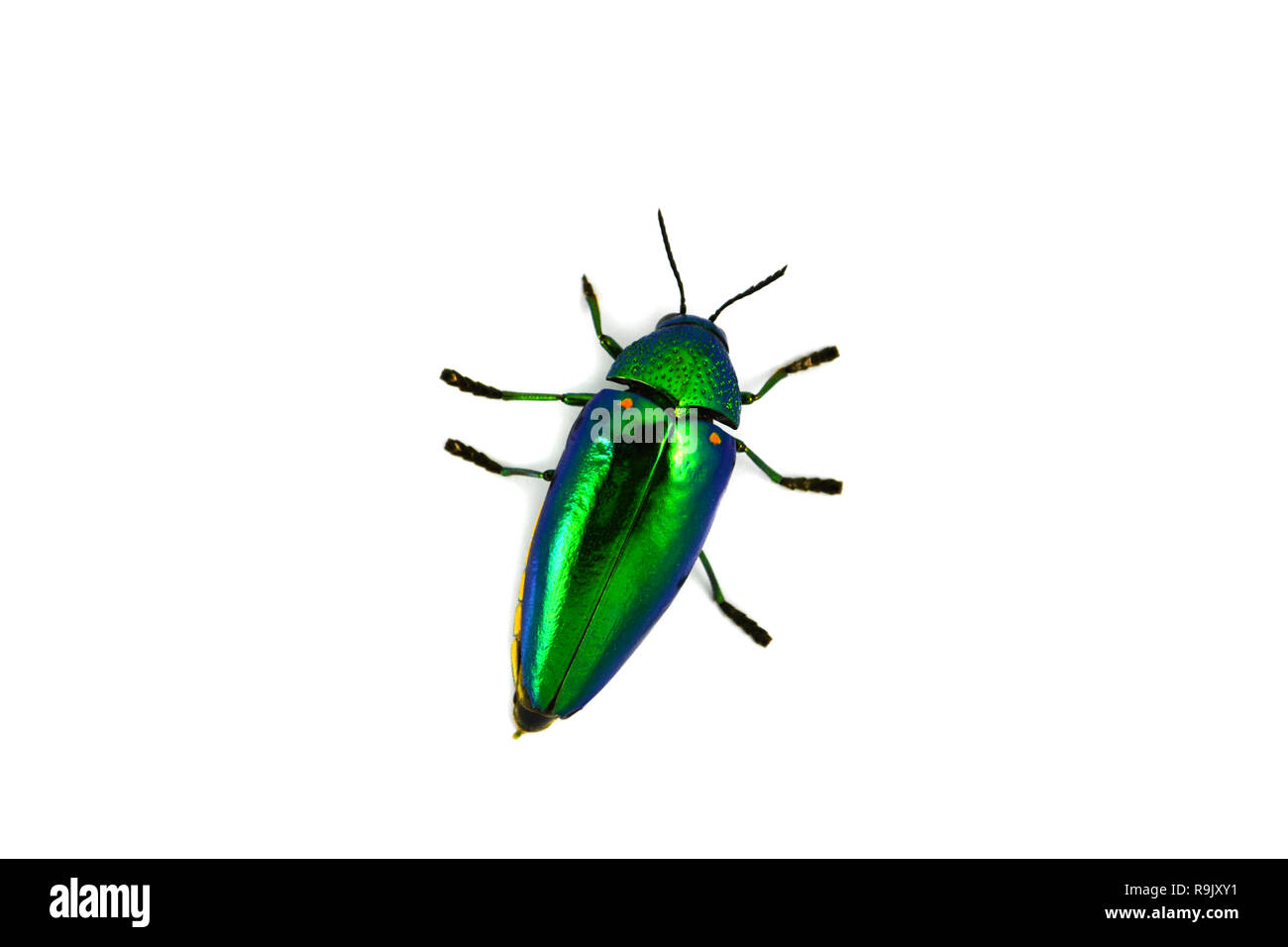 Jewel beetle isoliert auf weißem Hintergrund/Die grünen Bug von Jewel Beetle und andere Namen metallische Holz langweilig Käfer, Buprestid Stockfoto