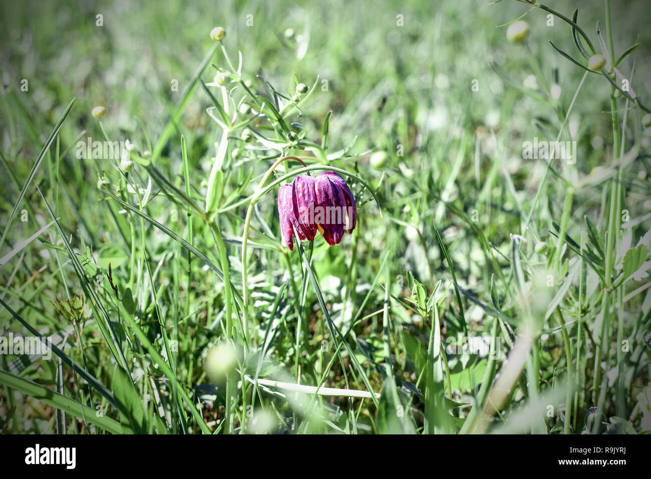 Fritillaria meleagris blühende Pflanze in Lily Familie. Schlangen Kopf fritillary oder Schach Blumenanbau im Frühjahr Felder Stockfoto