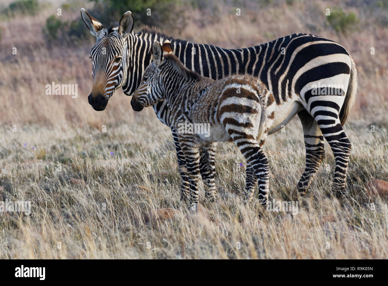Cape mountain Zebras (Equus zebra Zebra), Mutter mit Zebra Fohlen, stehend in der Dämmerung im offenen Grasland, Mountain Zebra National Park, Eastern Cape, Sout Stockfoto