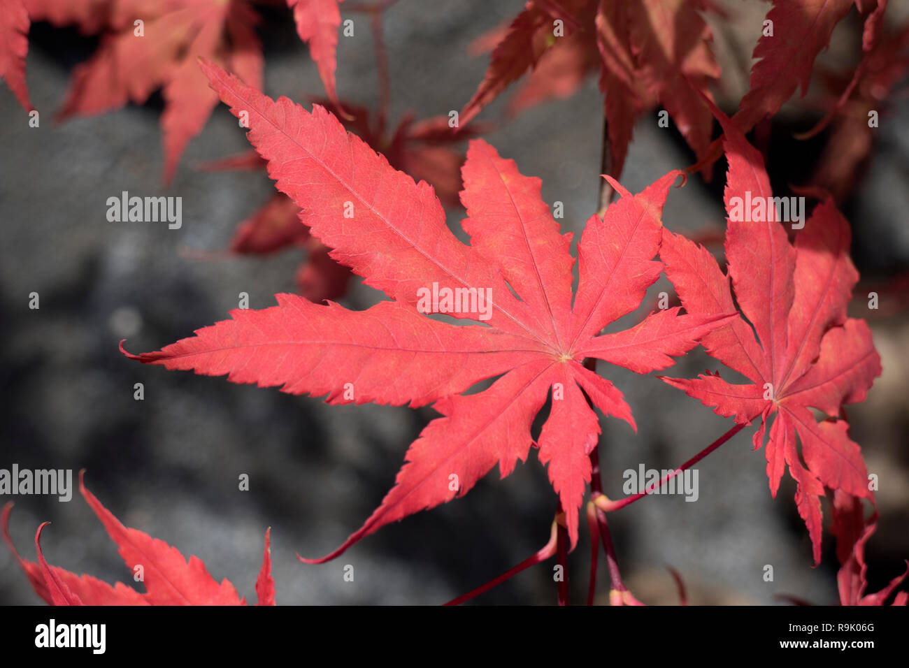 Rote Herbst acer Blätter an einem Baum in Japan Stockfoto