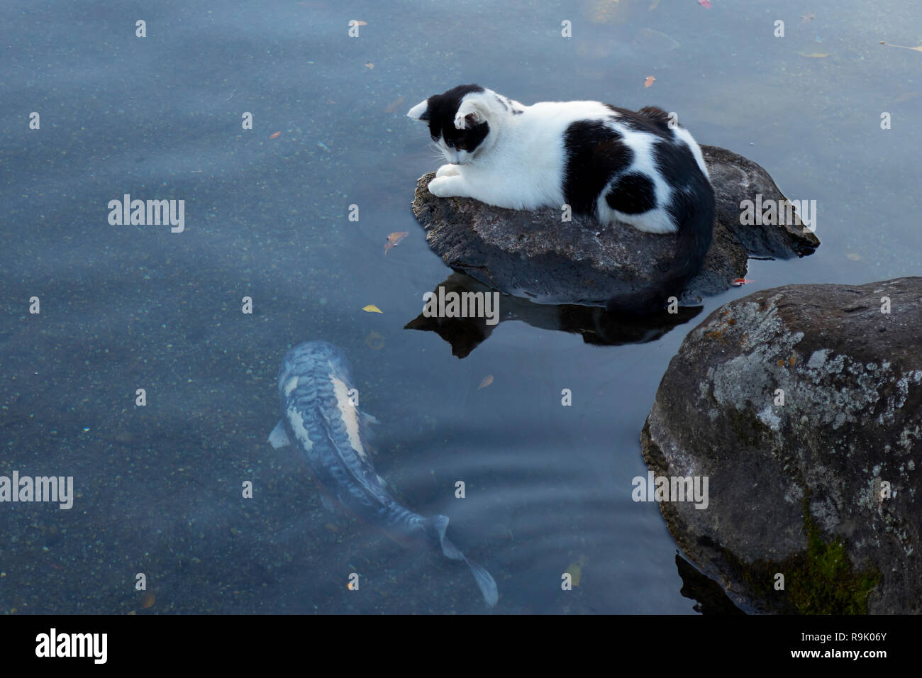 Katze sitzt auf einem Stein einen großen Karpfen im Teich Stockfoto
