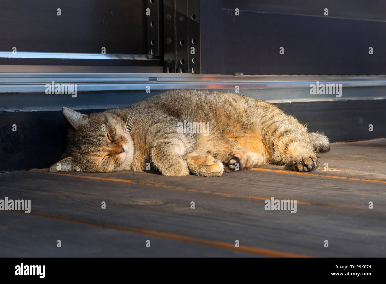 Schlafen tabby Katze in der Sonne vor dem Haus Stockfoto