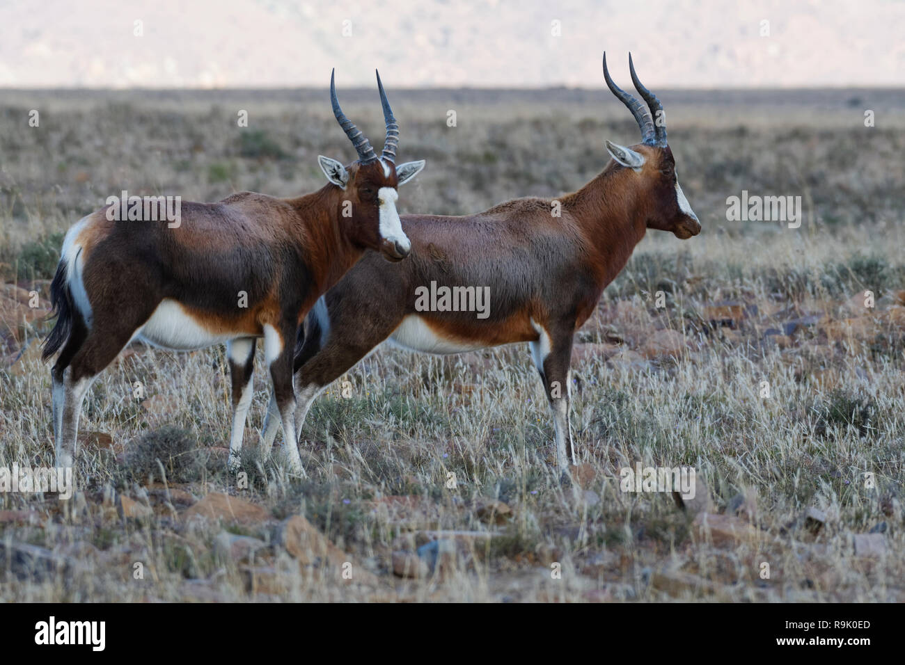 Blesboks (Damaliscus pygargus phillipsi), zwei Erwachsene, die in offenem Grasland, Alert, Mountain Zebra National Park, Eastern Cape, Südafrika, Afr Stockfoto
