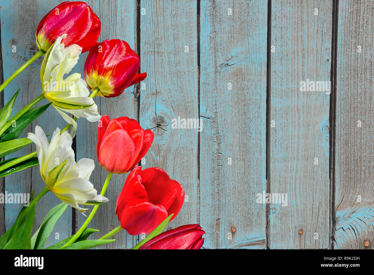 Feder Grenze von roten und gelben Tulpen Blumen auf alten blauen Holzmöbeln Hintergrund mit Platz für Text. Urlaub Grußkartenvorlage für Ostern Stockfoto