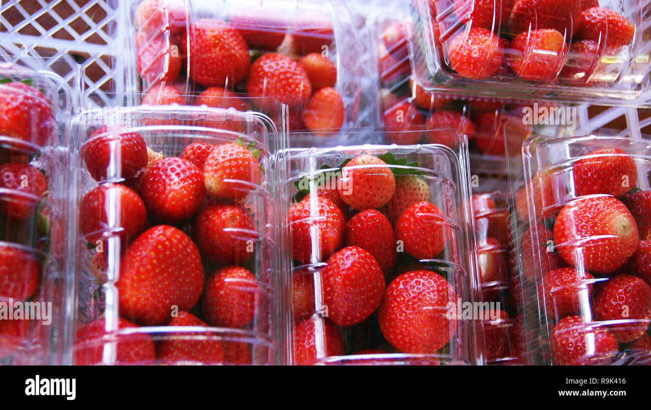 Frische Erdbeeren in Verpackung Box/rote reife Erdbeeren aus dem Garten  Stockfotografie - Alamy