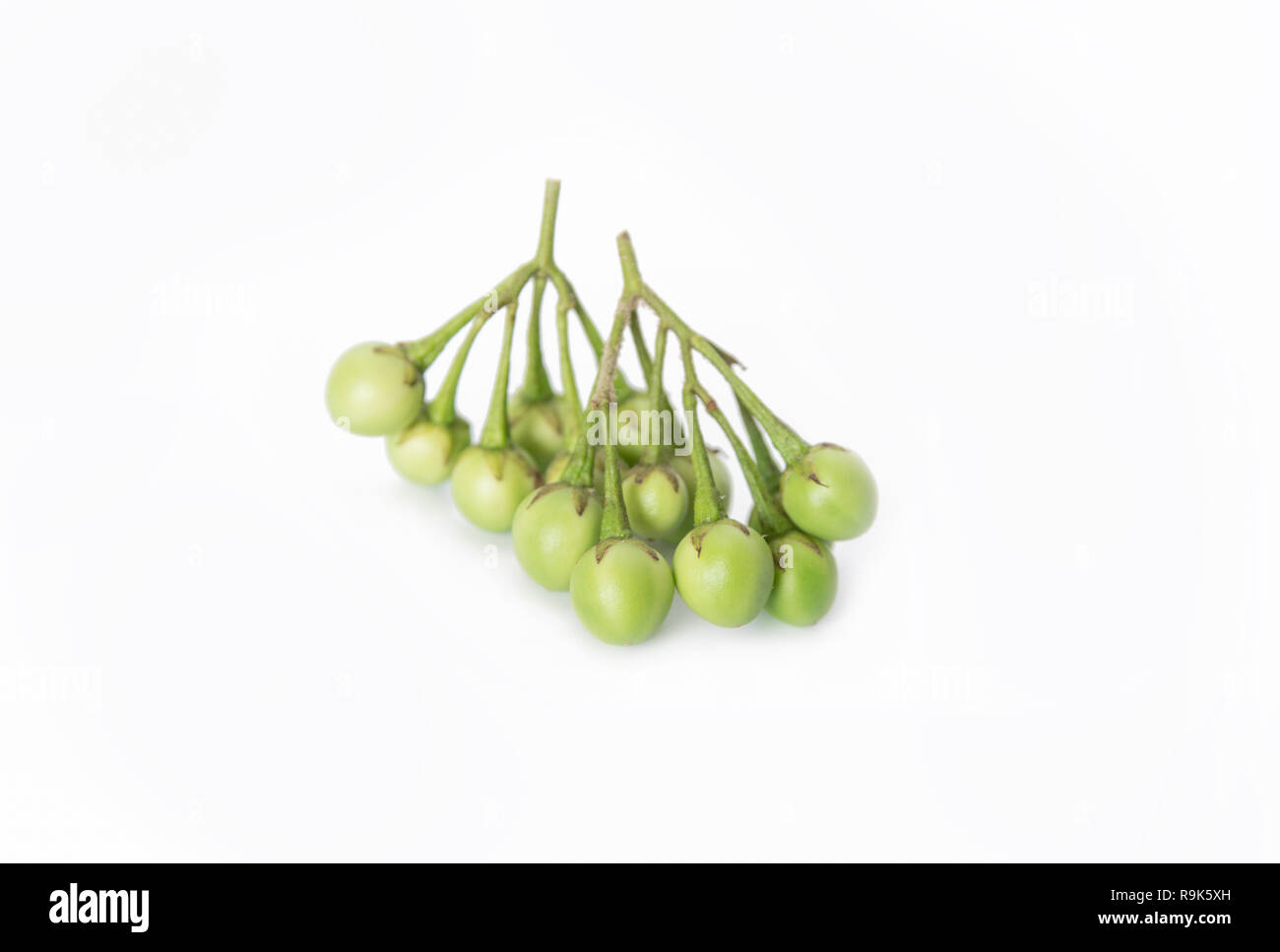 Türkei Berry, Erbse Aubergine, Solanum Torvum isoliert auf weißem Hintergrund Stockfoto