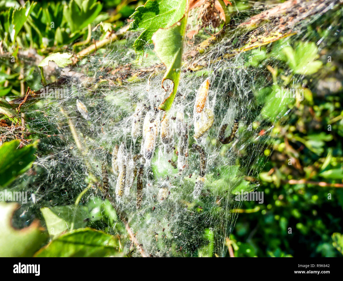 Prozession caterpillar Nest auf dem treen Stamm einer Eiche