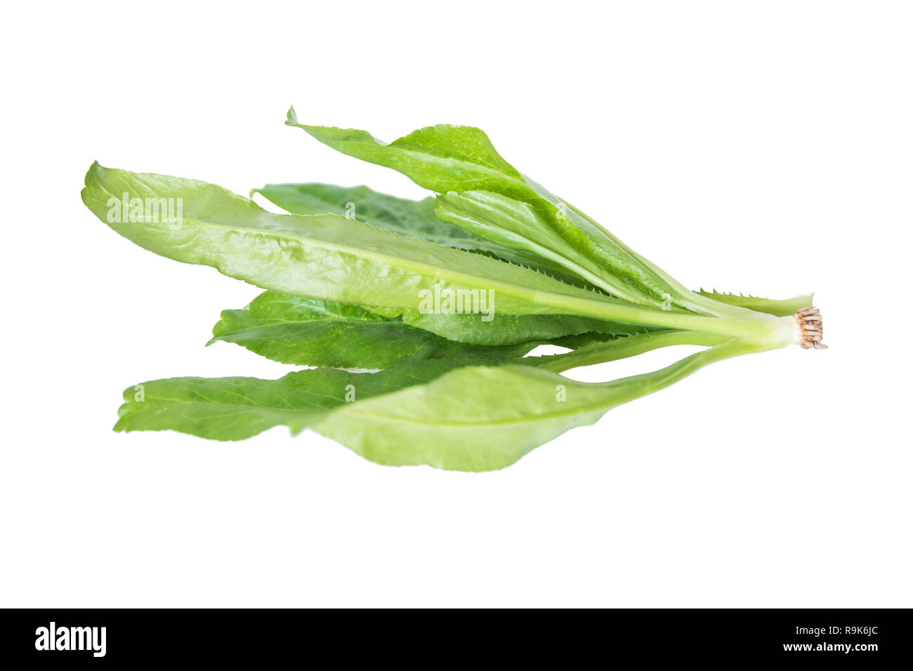 Culantro, Petersilie, stinken Unkraut- oder Eryngium auf weißem Hintergrund mit Freistellungspfad isoliert Stockfoto