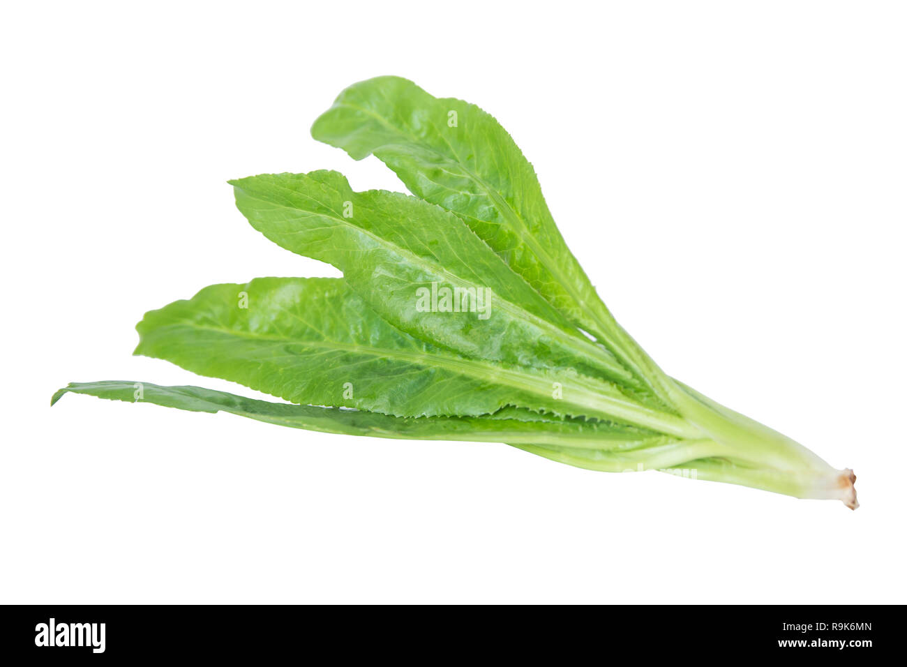 Culantro, Petersilie, stinken Unkraut- oder Eryngium auf weißem Hintergrund mit Freistellungspfad isoliert Stockfoto