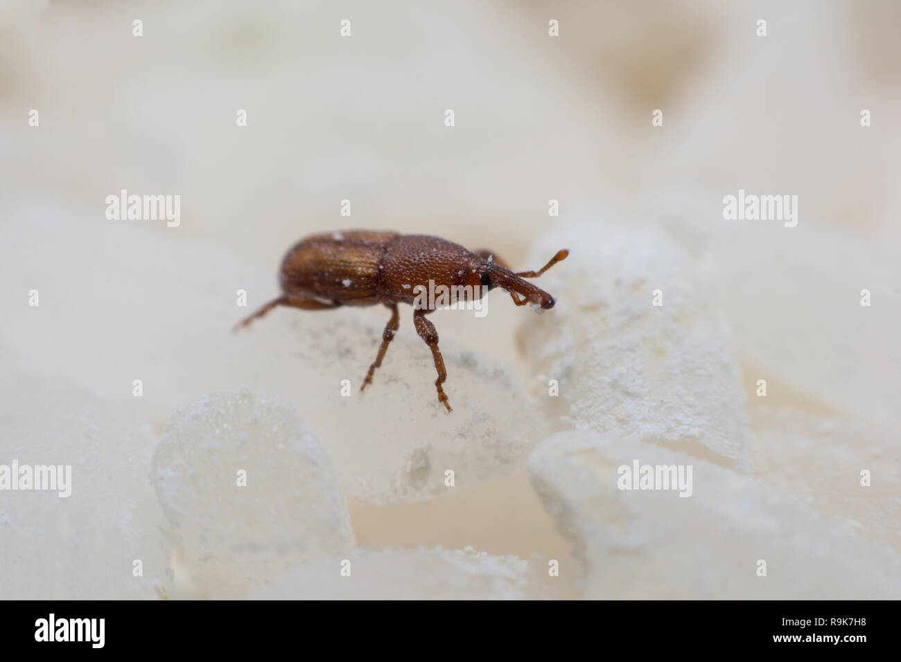 Getreidekäfer oder Wissenschaft Namen Sitophilus oryzae schließen bis auf weißem Reis zerstört. Stockfoto