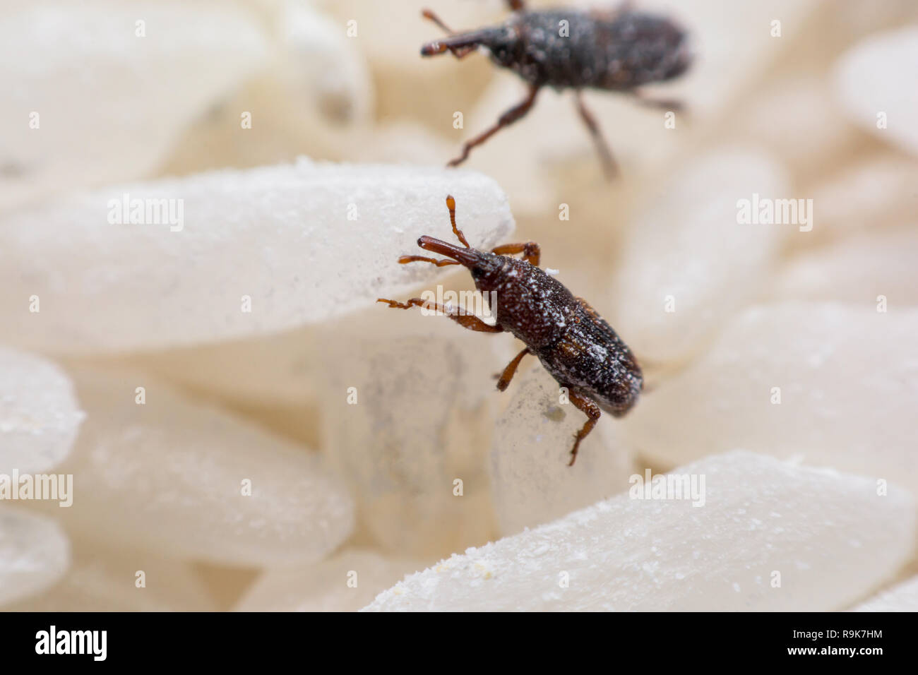 Reis getreidespeicher Fotos und Bildmaterial in hoher Auflösung Alamy