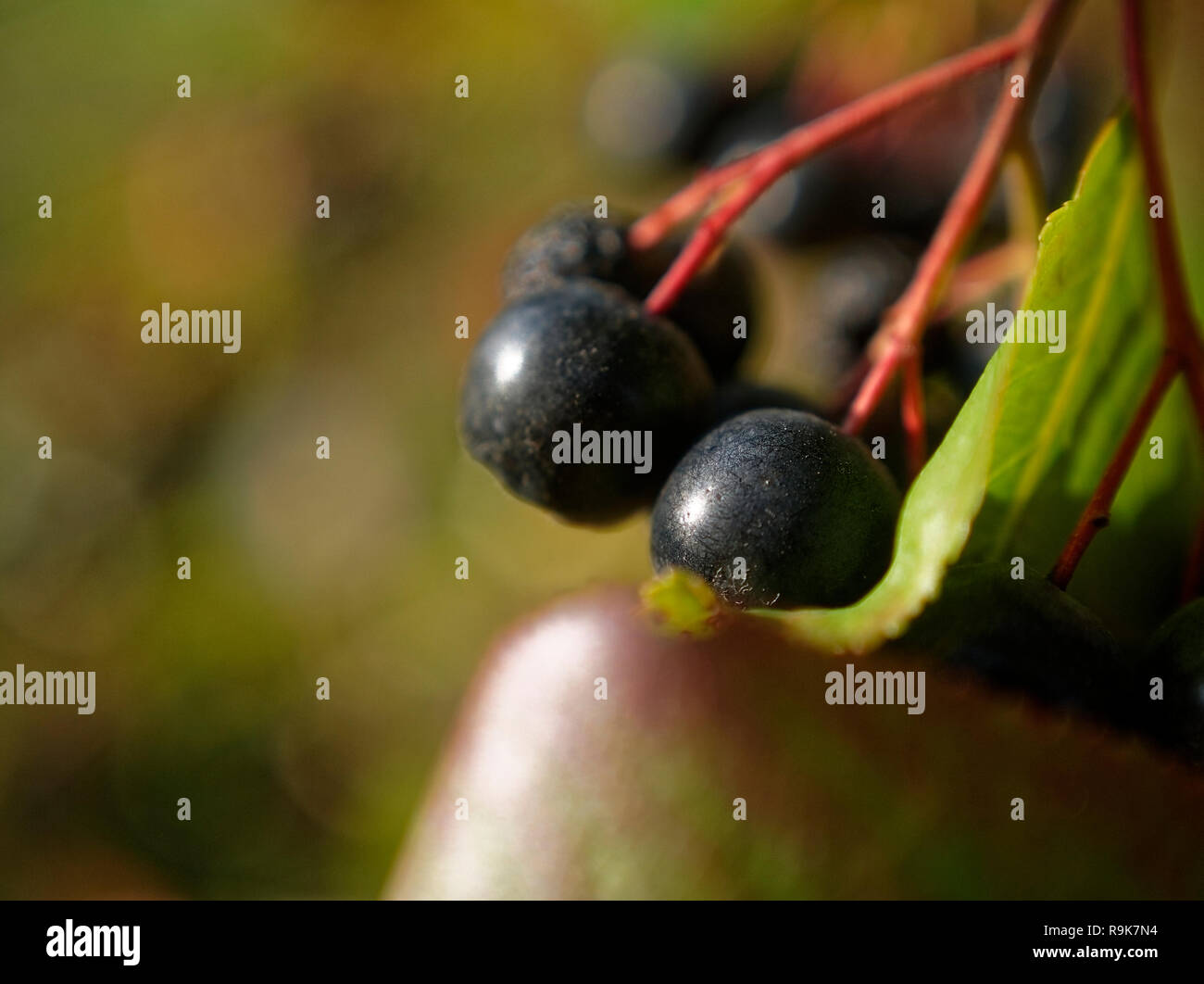 Schwarz Aronia Beeren im Herbst Makro, Russland Stockfoto