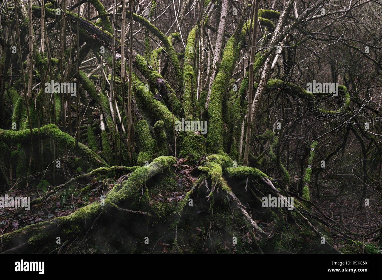 Riesige grüne Moos bedeckt Wurzeln einer alten gefallenen Baum in der verlorenen deutschen Wälder. Stockfoto