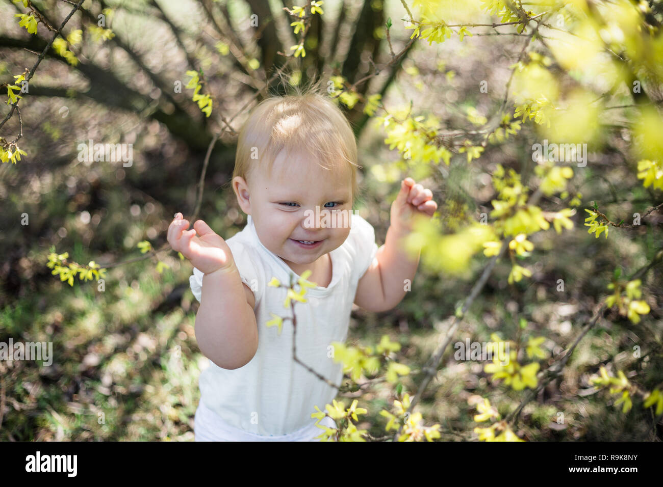 Ein Jahr alten allein spielen unter blühenden Forsythia in einem Park Stockfoto