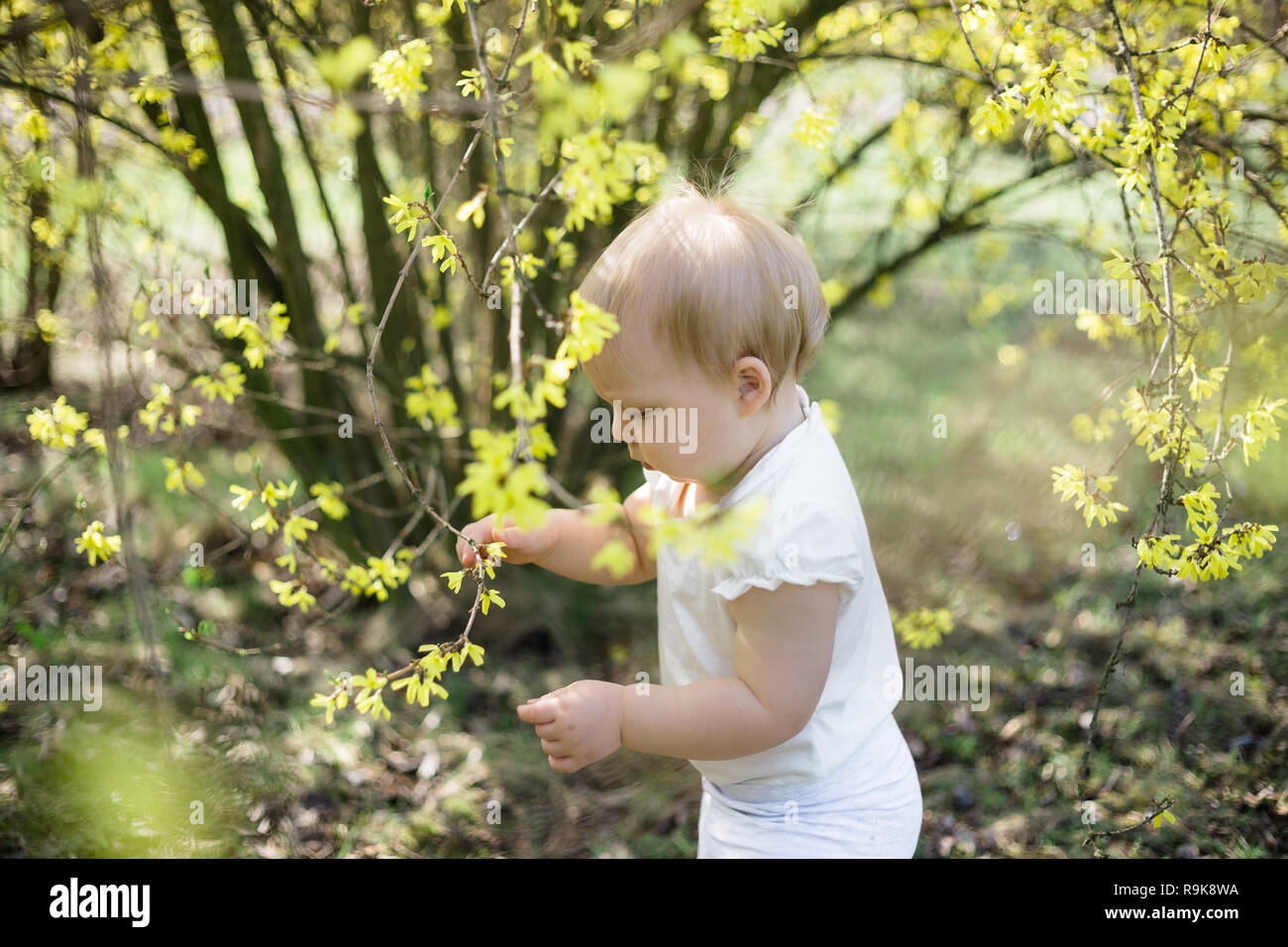 Ein Jahr alten allein spielen unter blühenden Forsythia in einem Park Stockfoto