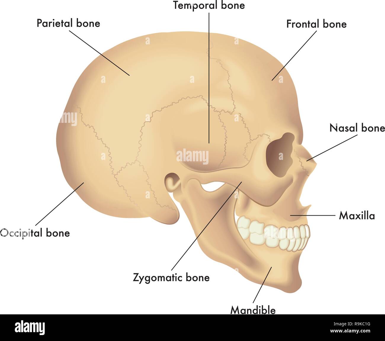 Vector Illustration der grundlegenden Schädel Anatomie Stock Vektor