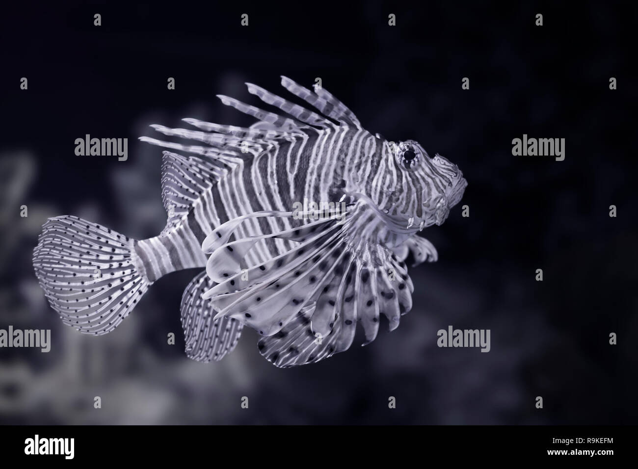 Lion fish Nahaufnahme. Umgewandelt in Schwarz und in Weiß. Farben Blau. Stockfoto
