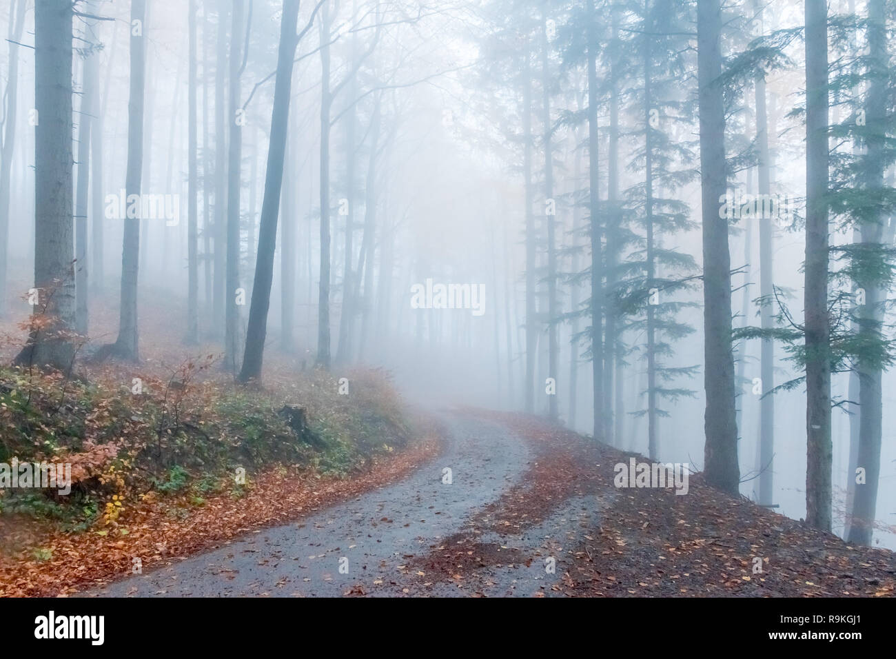 Mysteriöser herbst Europian Wald mit dunklen Atmosfere mit Nebel, Tschechische Republik, Europa Stockfoto