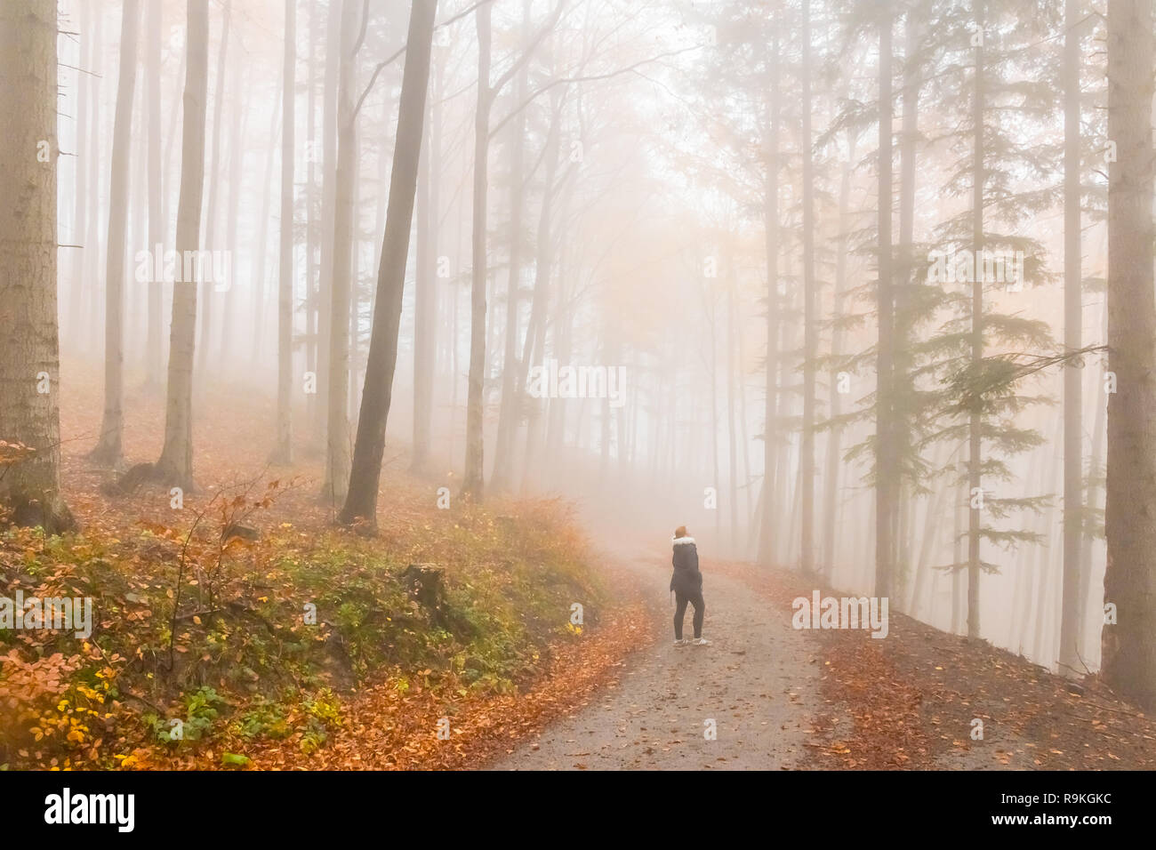 Mysteriöser herbst Europian Wald mit dunklen Atmosfere mit Nebel, Tschechische Republik, Europa Stockfoto