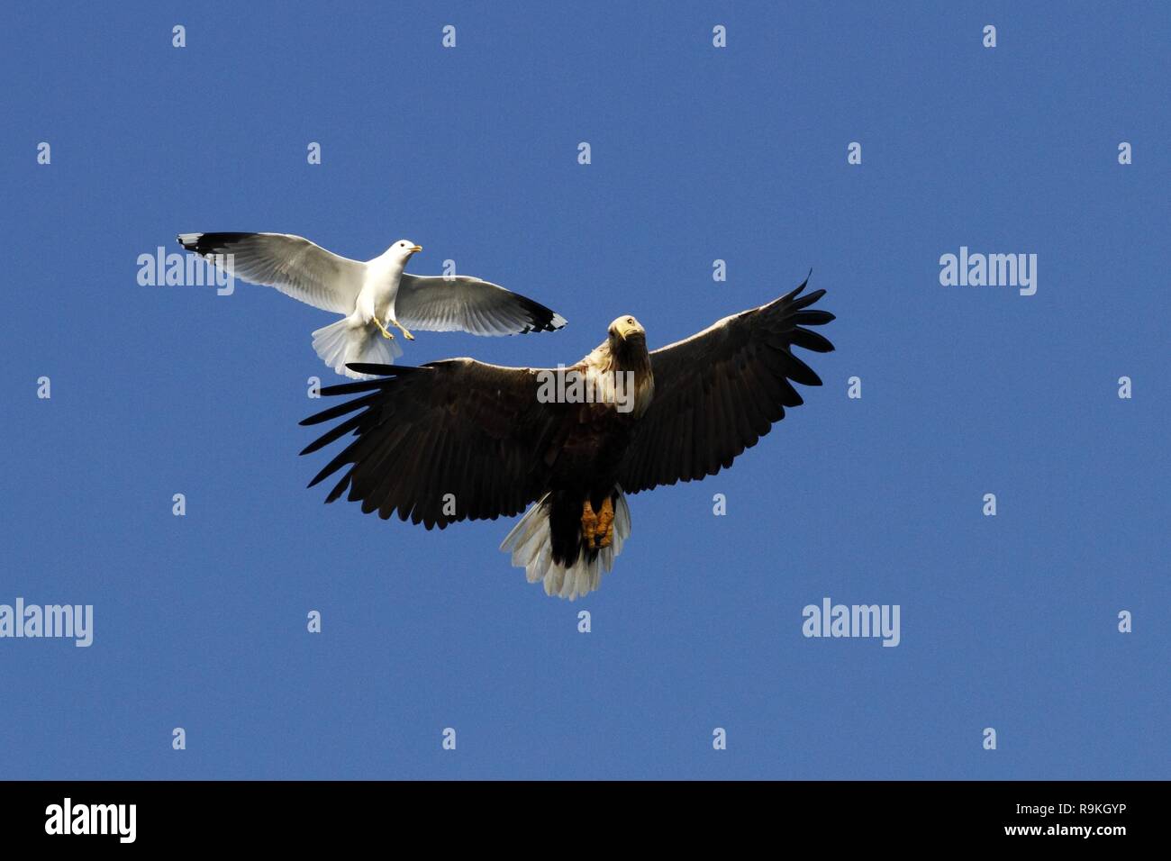 Seeadler im Flug durch die Möwe, Norwegen gejagt, Haliaeetus albicilla, majestätischen Seeadler mit großen Krallen und blauer Himmel, Wildlife s Stockfoto