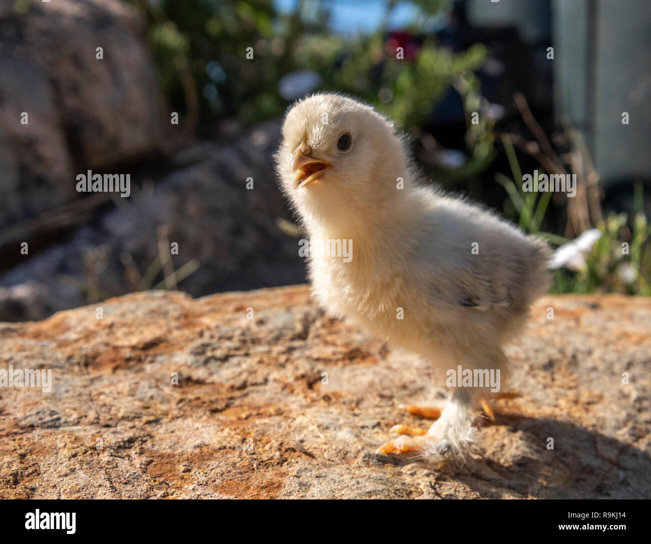 Baby chick in Yard Vegetation Stockfoto