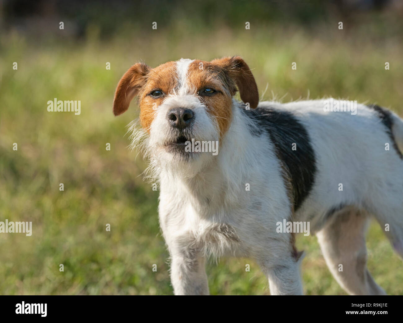 Portrait von Jack Russel Terrier Hund mit Haltung Stockfoto