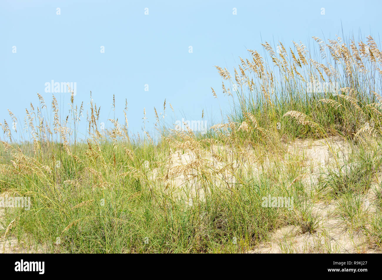 Sea Oats und Dünen am Virginia Beach, VA Stockfoto