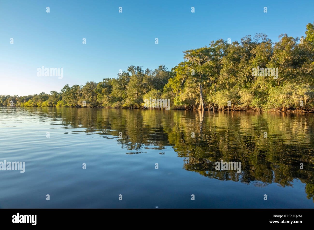 Suwanneee Fluss, Gilchrist County, Florida Stockfoto