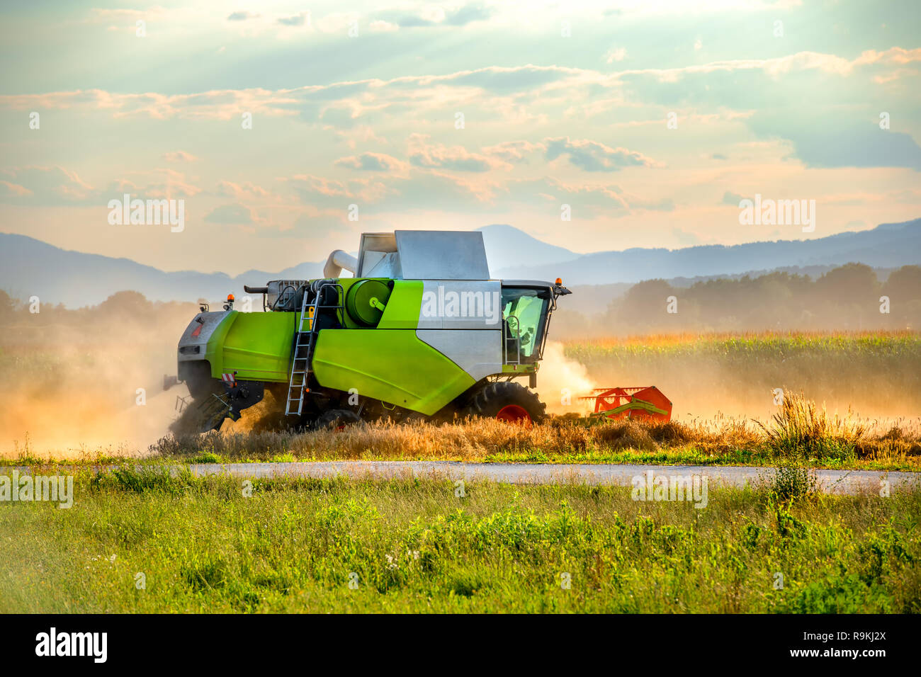 Ernte von Weizen Mähdrescher auf dem Feld, grüne und weiße Harvester in Aktion steigende Wolken von Staub Stockfoto