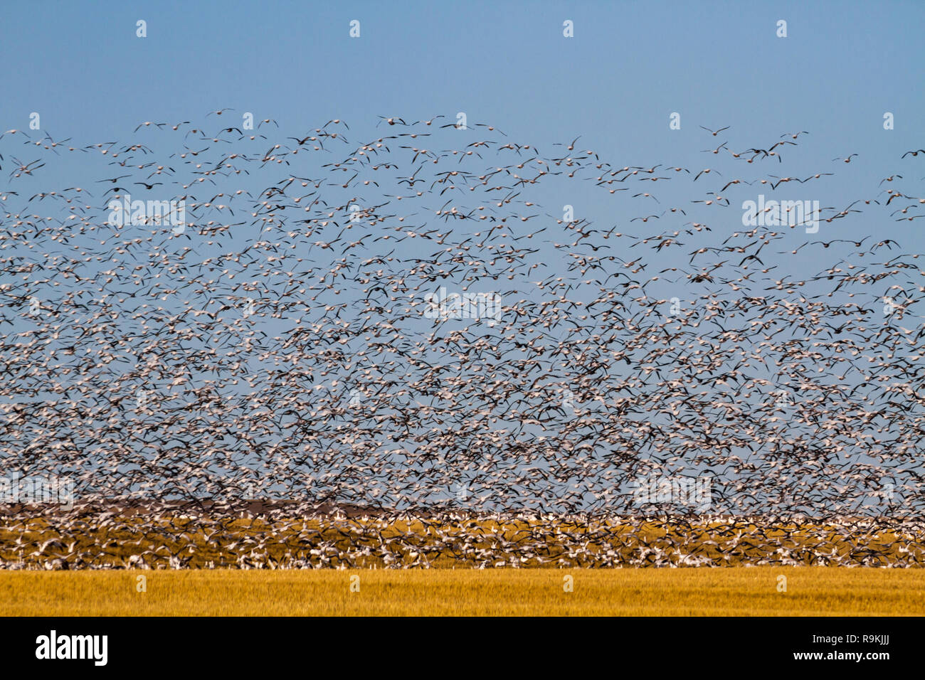 Tausende von Schnee Gänse - Anser caerulescens - Fliegen über einem goldenen Weizenfeld mit einem blauen Himmel an einem sonnigen Tag im Süden fallen, Saskatchewan, Kanada Stockfoto