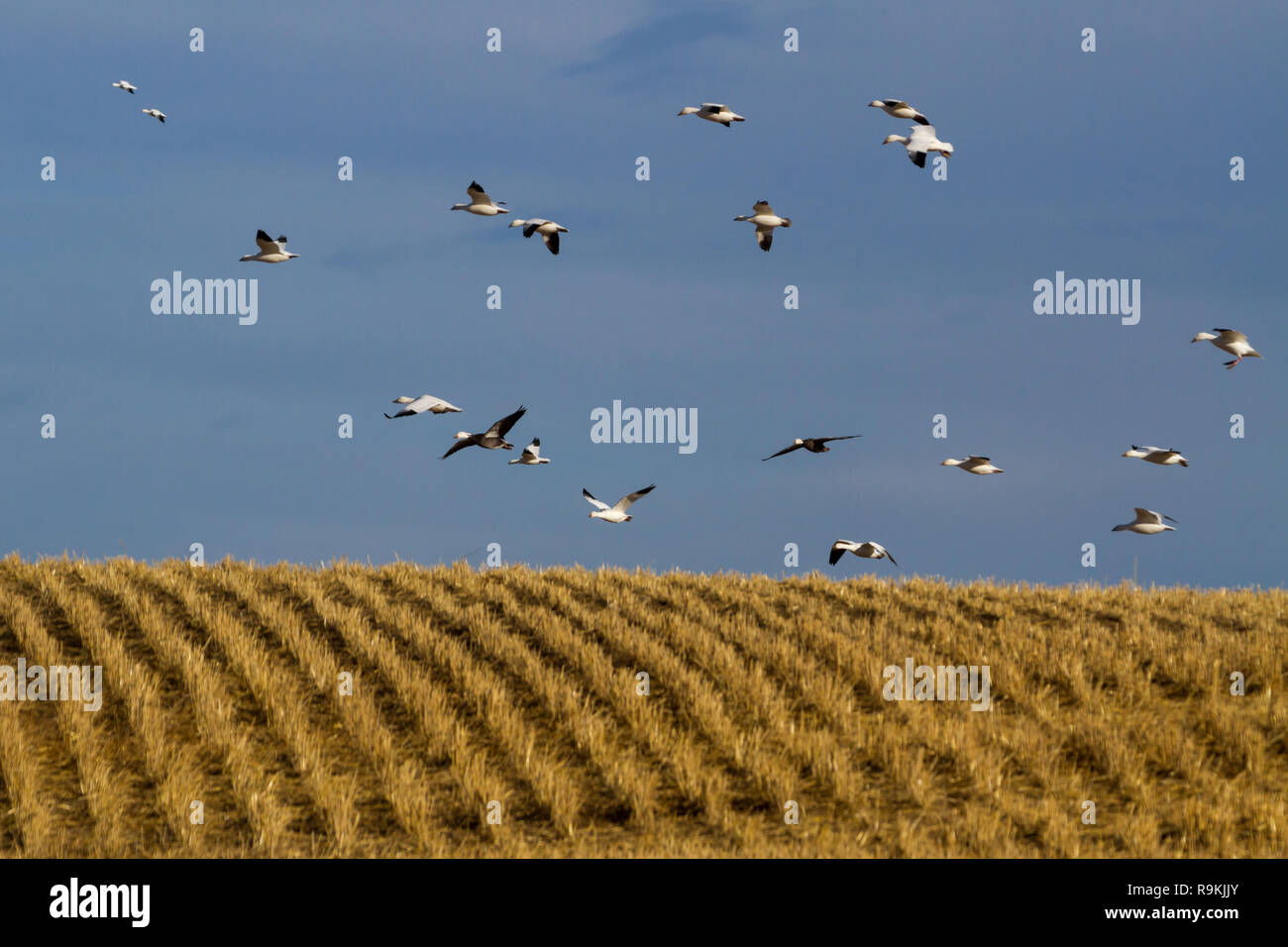 Schnee Gänse - Anser caerulescens - Fliege auf einem abgeernteten Weizenfeld auf einem sonnigen Herbst Tag im südlichen Saskatchewan, Kanada Stockfoto