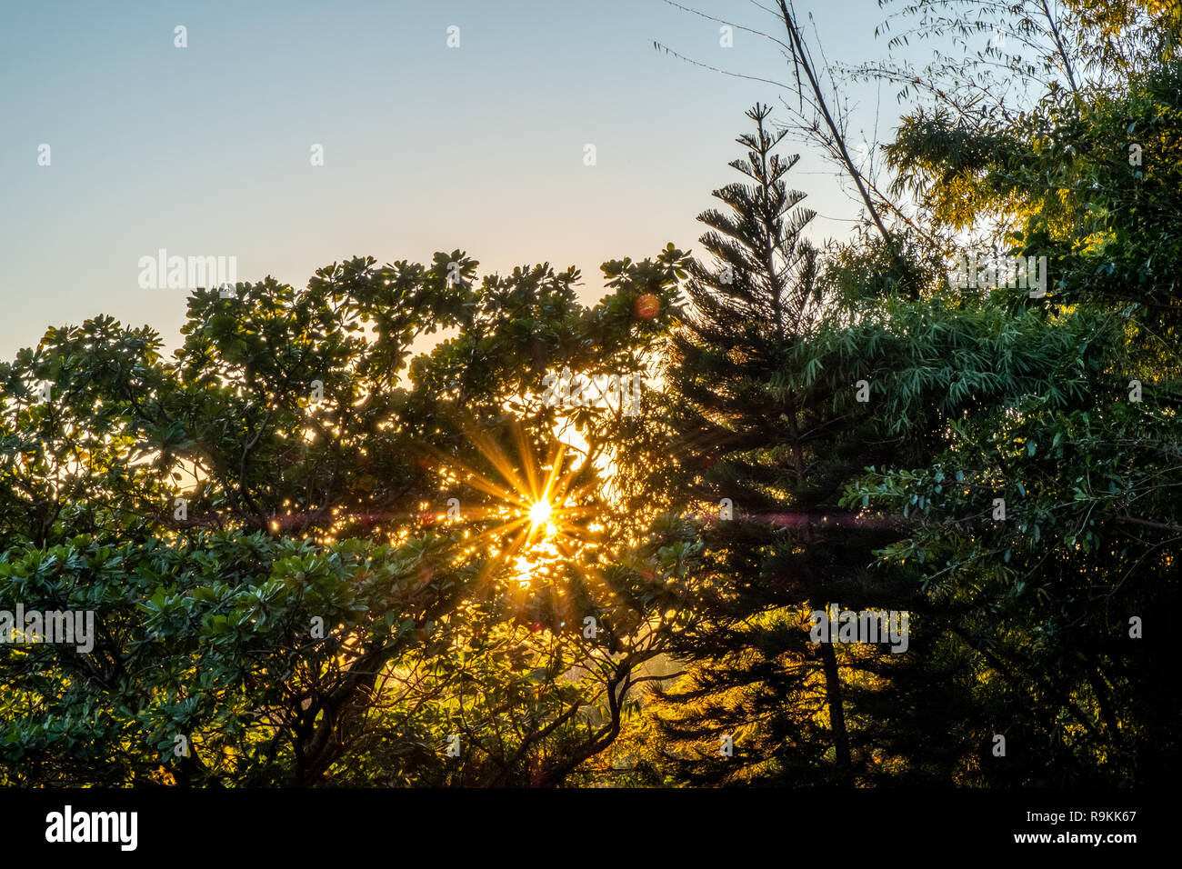 Die Sonne scheint durch die Baumkronen Verbreitung sein Licht an einem schönen Frühlingsmorgen. Blick aus dem Fenster in der Stadt Insel Florianópolis, Brasilien. Stockfoto